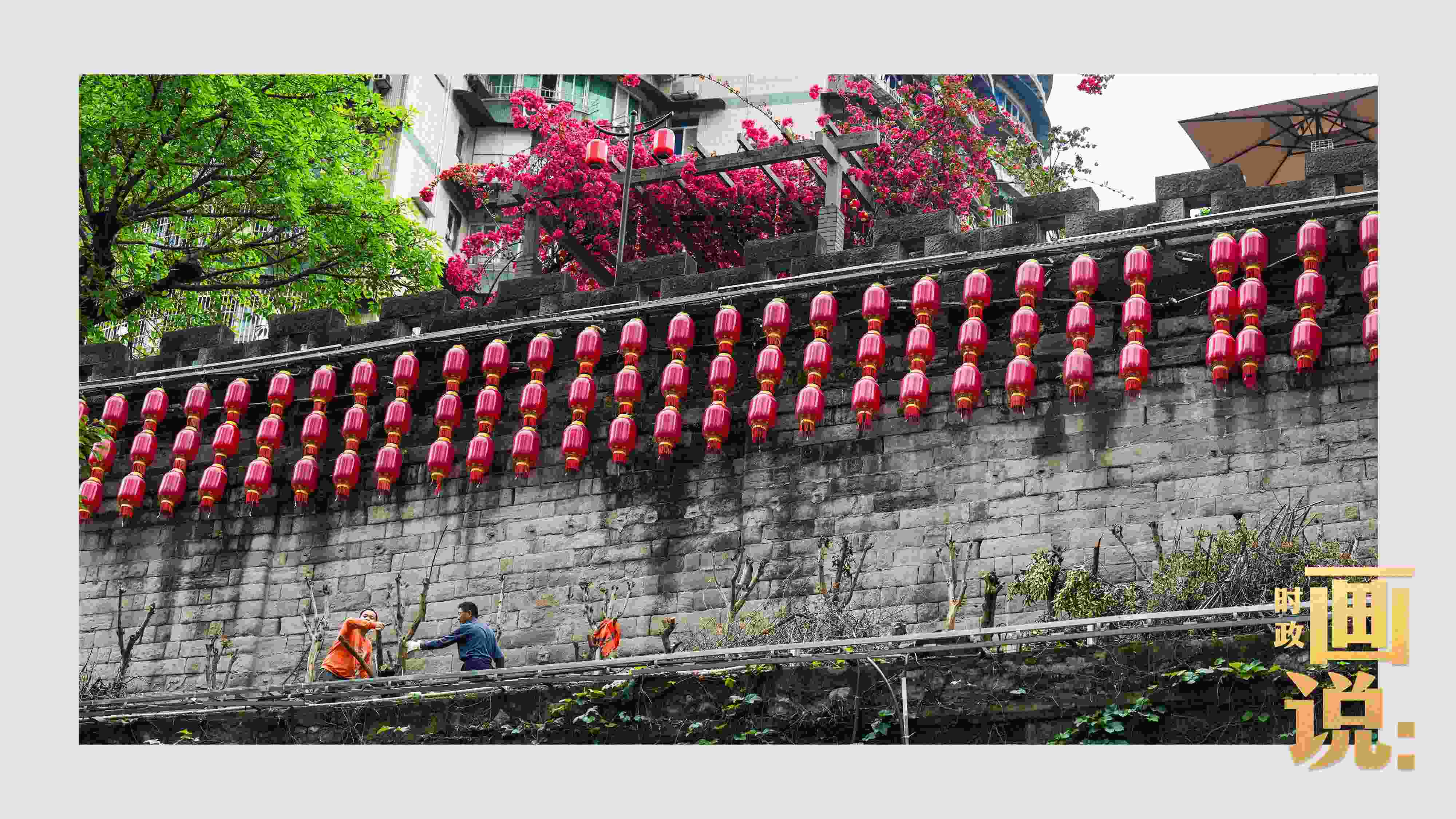 △盛放的三角梅下，園林工人修剪著古老通遠門城墻上的一抹新綠。