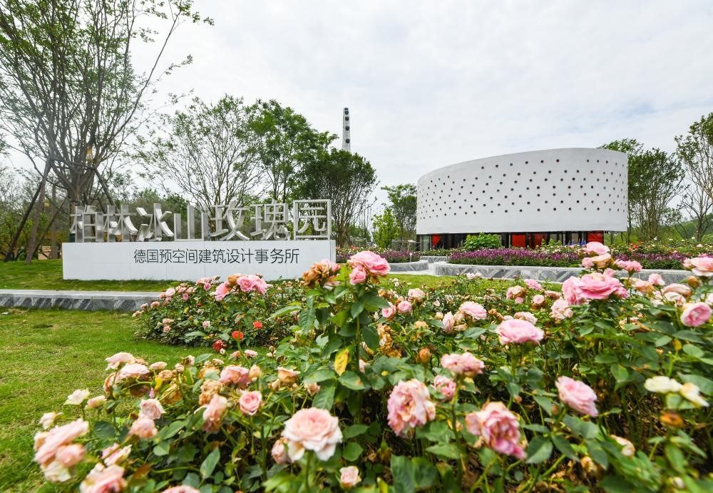 這是2024年4月22日拍攝的成都世園會主會場德國柏林冰山玫瑰園。新華社記者 王曦 攝