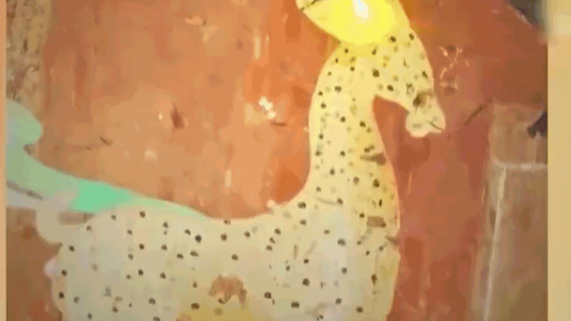 在全新技術(shù)支持下，敦煌莫高窟實(shí)現(xiàn)了窟內(nèi)文物窟外看的新體驗(yàn)。