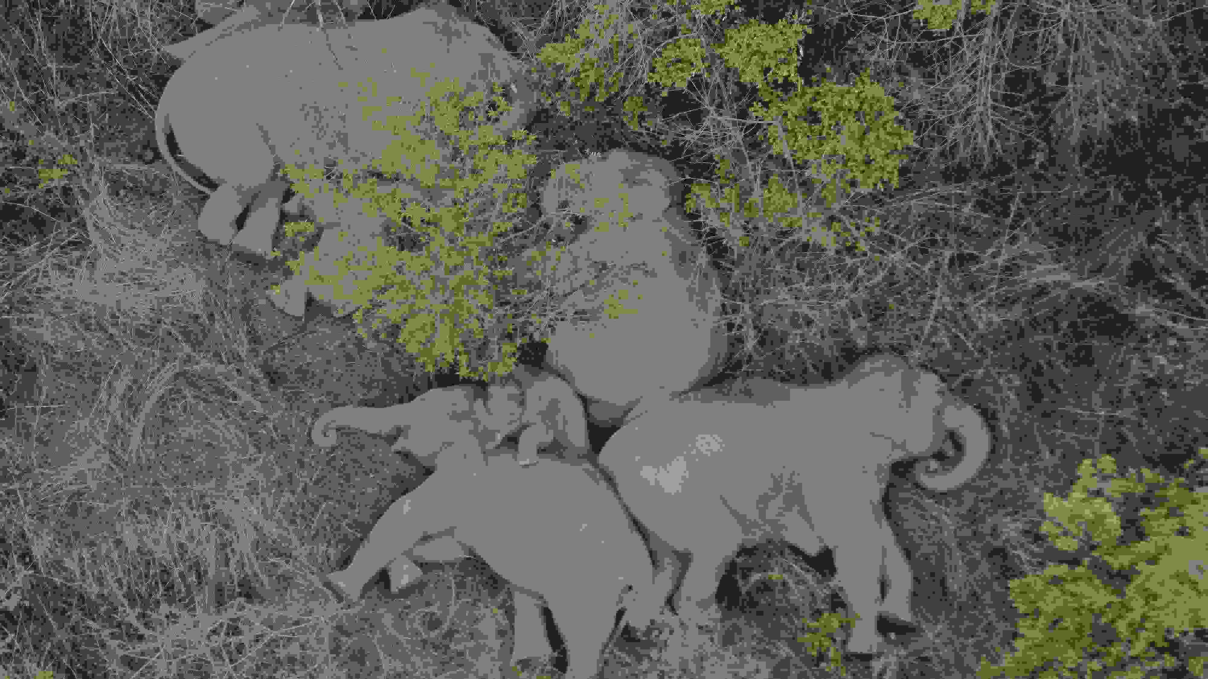 2021年6月7日，航拍顯示亞洲象群在云南省昆明市晉寧區(qū)夕陽鄉(xiāng)山林地里睡覺休息。