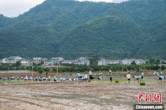 圖為5月21日，綏陽縣旺草中學(xué)學(xué)生在旺草萬畝大壩體驗(yàn)插秧。唐哲 攝