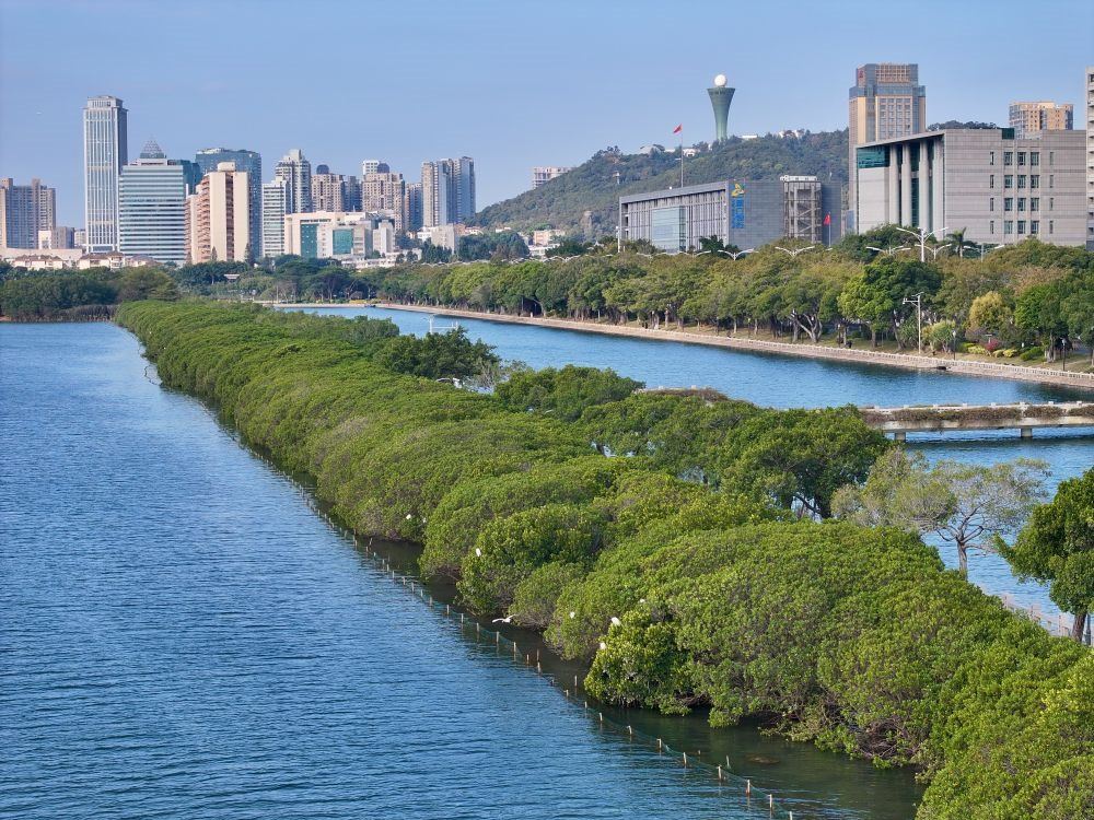 福建廈門筼筜湖紅樹林種植帶（2024年1月24日攝，無人機(jī)照片）。