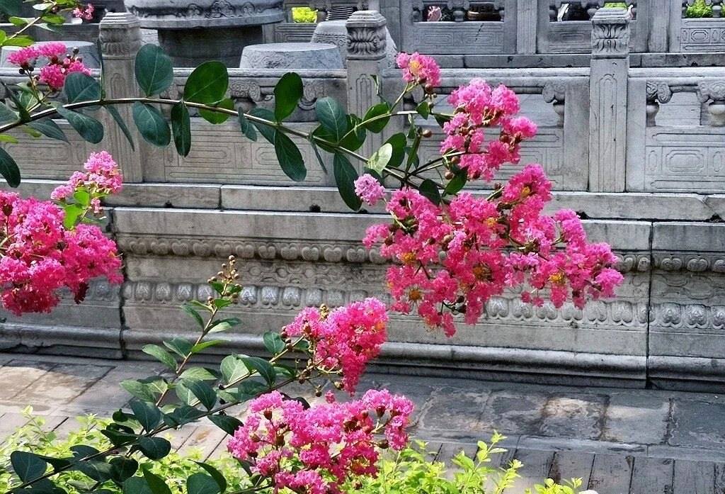 夏天的故宮一角。故宮博物院供圖