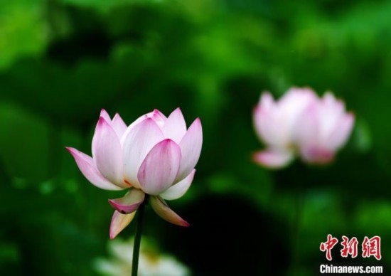 6月19日，時值一年畢業(yè)季，四川大學(xué)望江校區(qū)荷花池里的荷花盛開，成為了畢業(yè)生們的打卡圣地，吸引了眾多畢業(yè)生拍照留念。圖為盛開的荷花。中新社記者 安源 攝