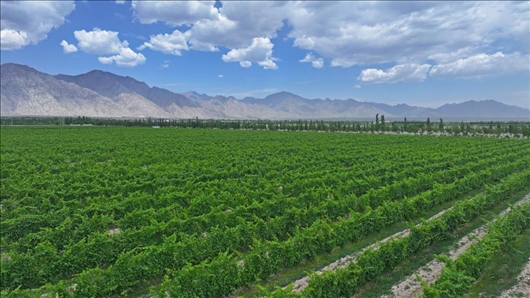 閩寧從荒蕪貧瘠的荒灘戈壁變成了如今的片片綠洲。