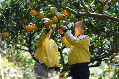 貴州黃平縣小朋友在校外勞動(dòng)實(shí)踐基地采摘柑橘。