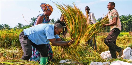 2018 年，中國農(nóng)業(yè)專家組在布隆迪布班扎省吉漢加縣設(shè)立首個水稻減貧示范村。圖為當?shù)剞r(nóng)戶在稻田里給雜交水稻脫粒（2023 年 6 月 20 日攝） 韓旭攝 / 本刊