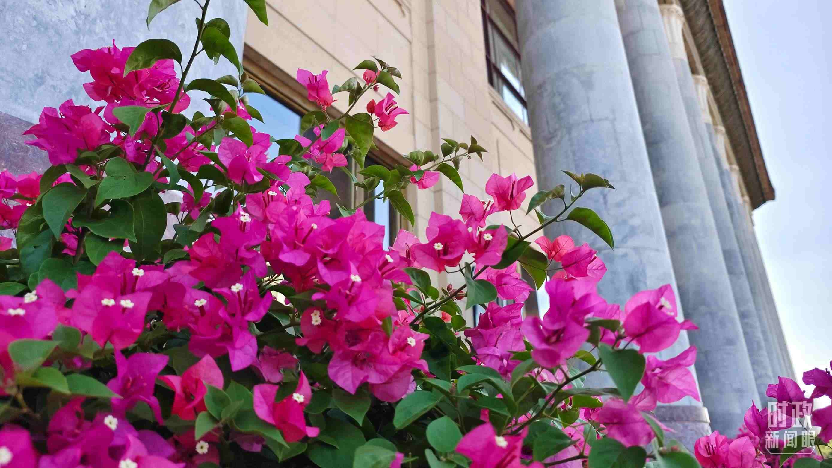 △人民大會堂外花團錦簇。（總臺央視記者韓銳拍攝）