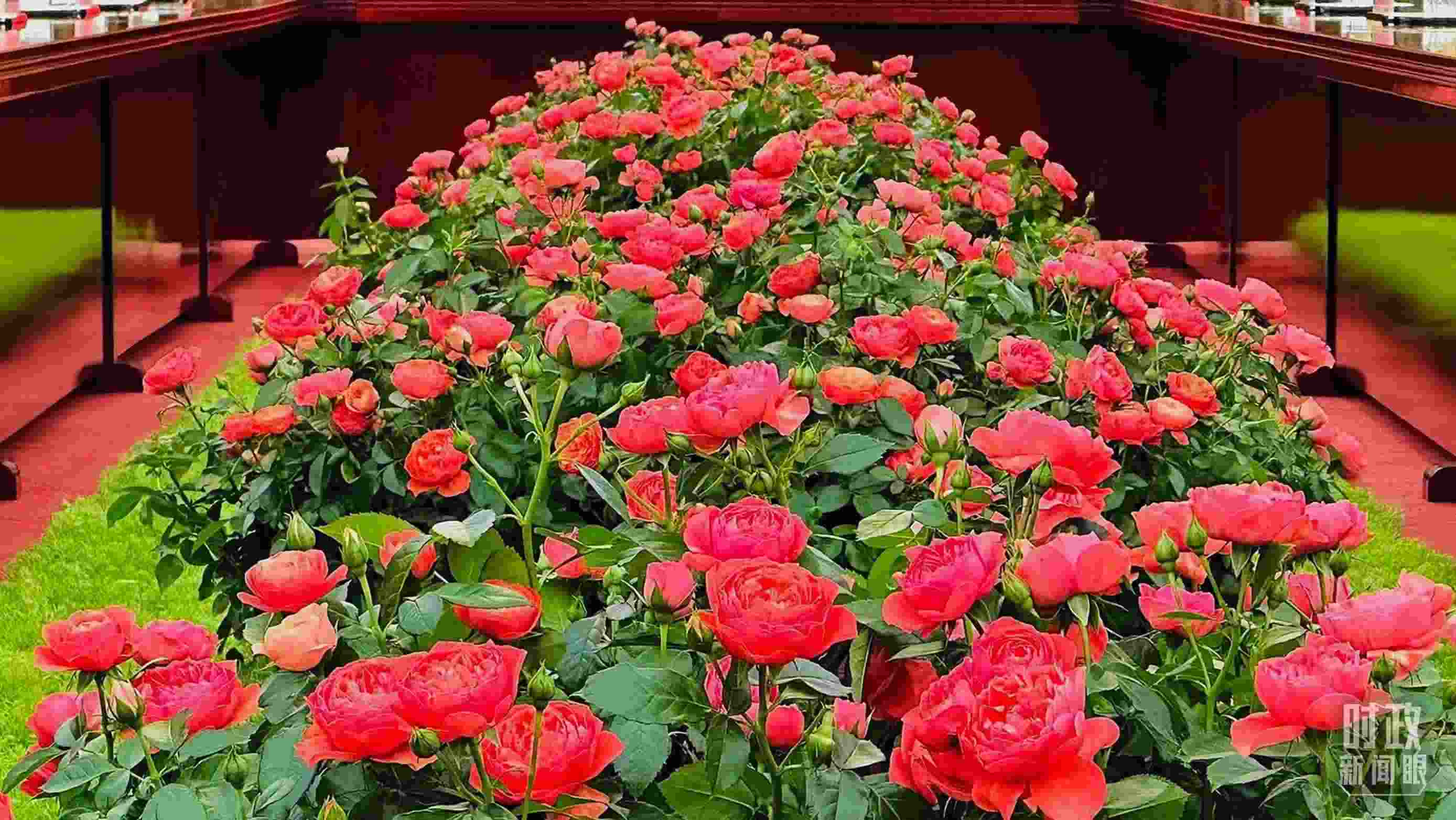 東大廳會談桌中間擺放的紅果汁月季，象征著蓬勃與堅韌。（總臺央視記者范一鳴拍攝）