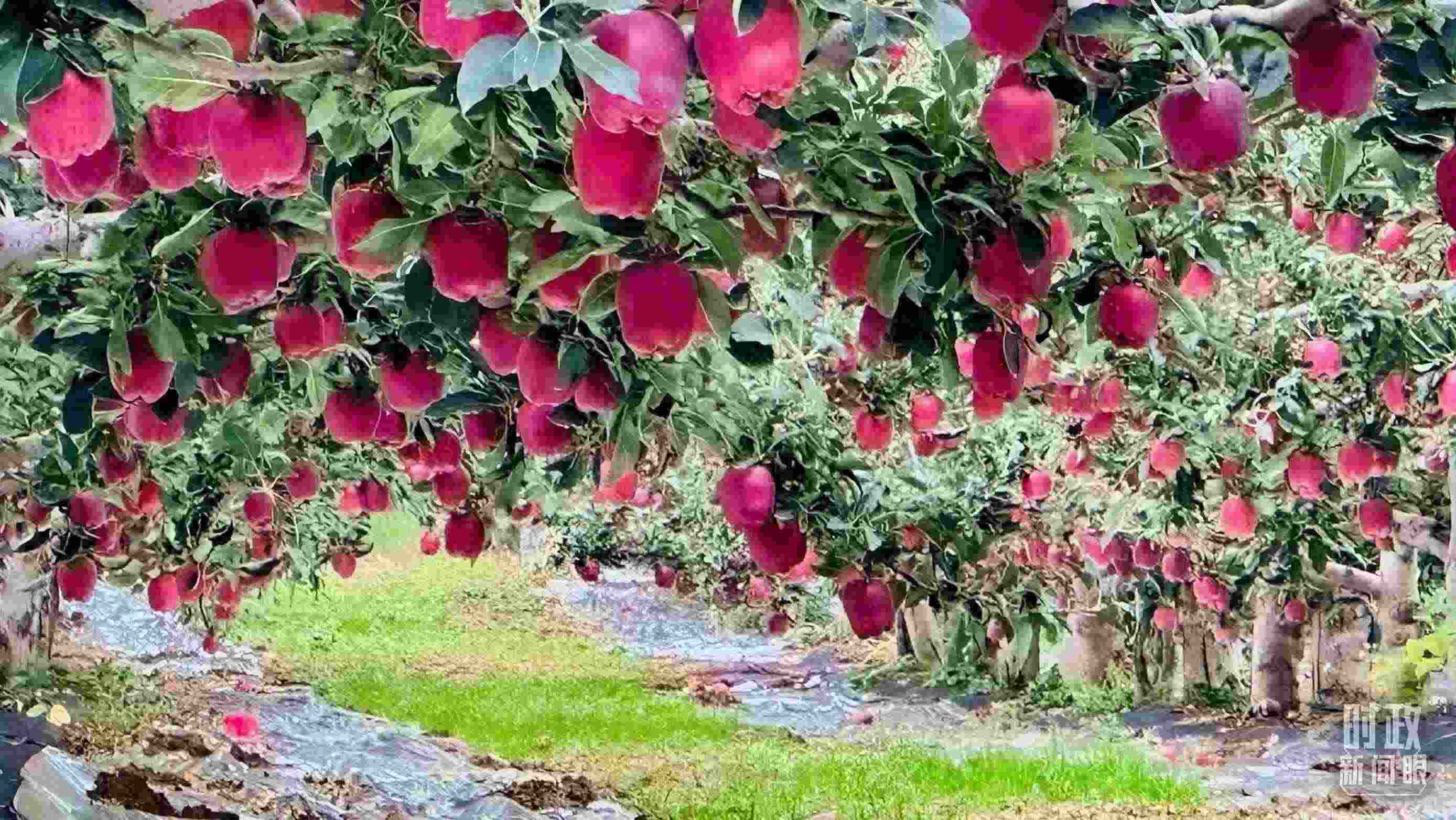 △ 麥積區(qū)南山花牛蘋果基地。（總臺央視記者范一鳴拍攝）
