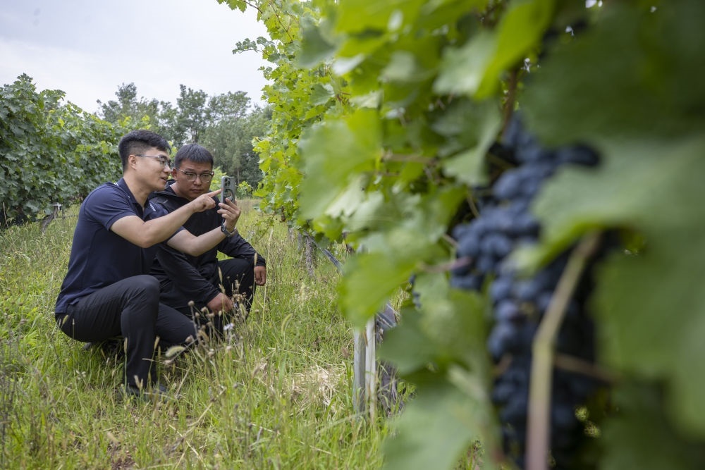 2024年8月15日，技術(shù)人員（左）和工作人員在寧夏銀川市西夏區(qū)的一個(gè)葡萄園工作。為推動(dòng)黃河流域生態(tài)保護(hù)和高質(zhì)量發(fā)展先行區(qū)建設(shè)，銀川市積極打造高標(biāo)準(zhǔn)葡萄園，借助各種傳感器監(jiān)測(cè)釀酒葡萄的生長(zhǎng)狀態(tài)，實(shí)現(xiàn)精準(zhǔn)灌溉，從而高效節(jié)約黃河水。