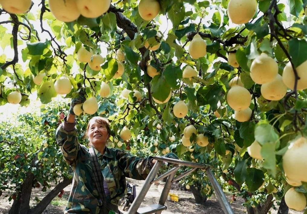 9月13日，河北省晉州市的農(nóng)民在果園采摘鴨梨。新華社記者楊世堯 攝