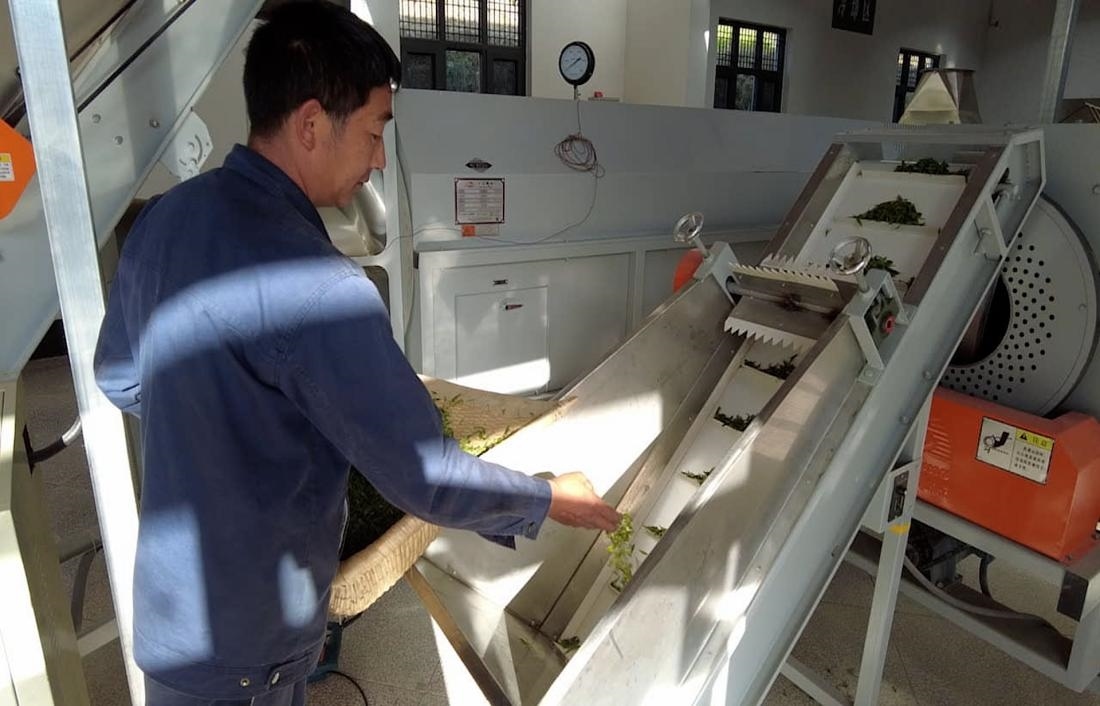  茶廠工人正在查看茶青質(zhì)量。 受訪者供圖