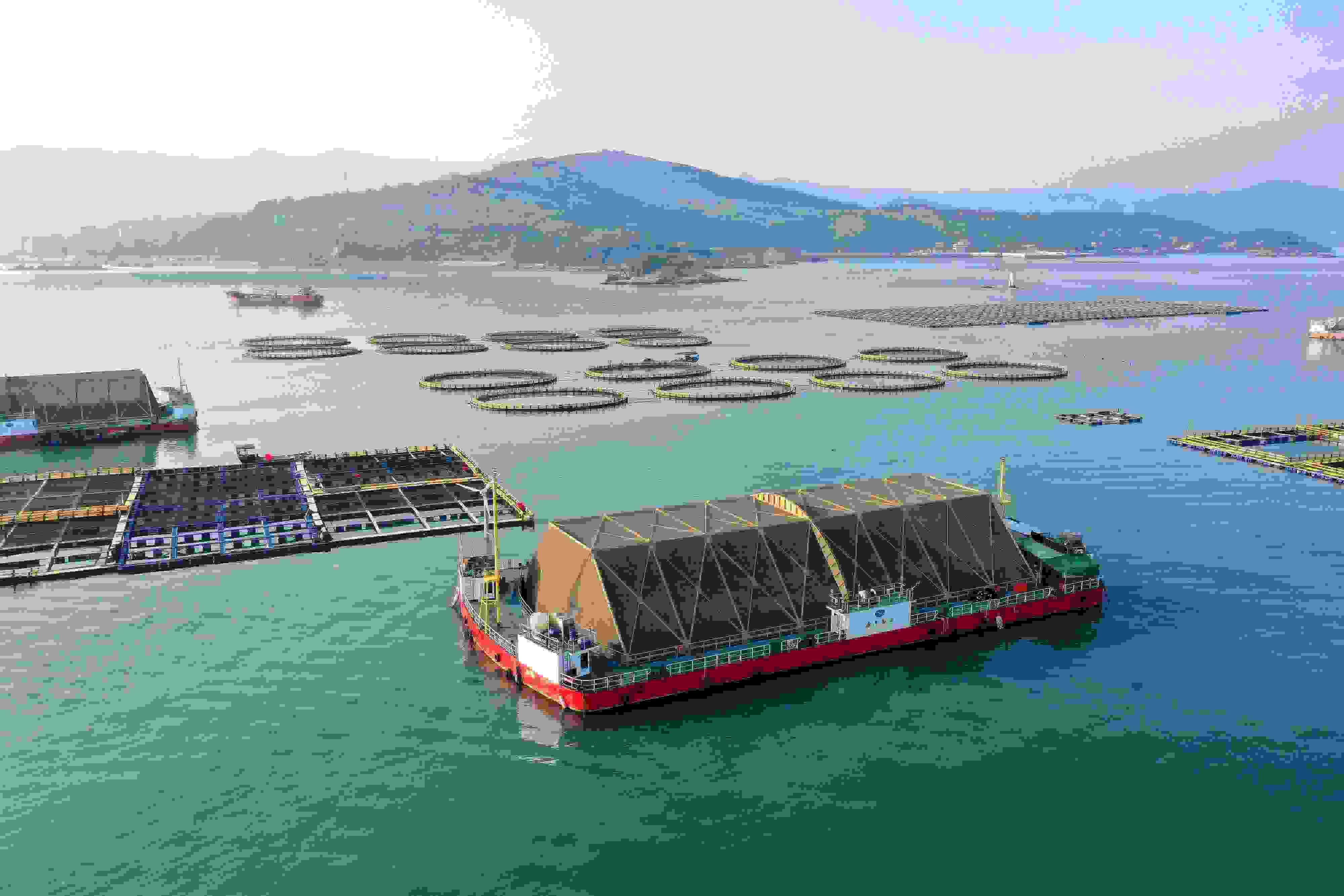 2024年9月10日拍攝的福建省福州市連江縣定海灣海域的現(xiàn)代化“海上糧倉”。