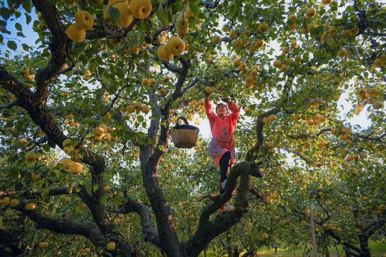 2024年10月4日，安徽省宿州市碭山縣程莊鎮(zhèn)衡樓村百年老梨園里，梨農(nóng)在忙著采摘酥梨。來源:人民圖片