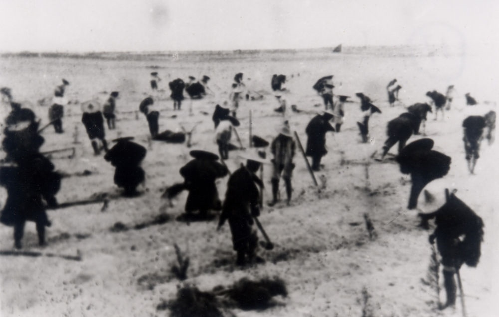 上世紀(jì)東山百姓在沙灘造林（資料照片）。