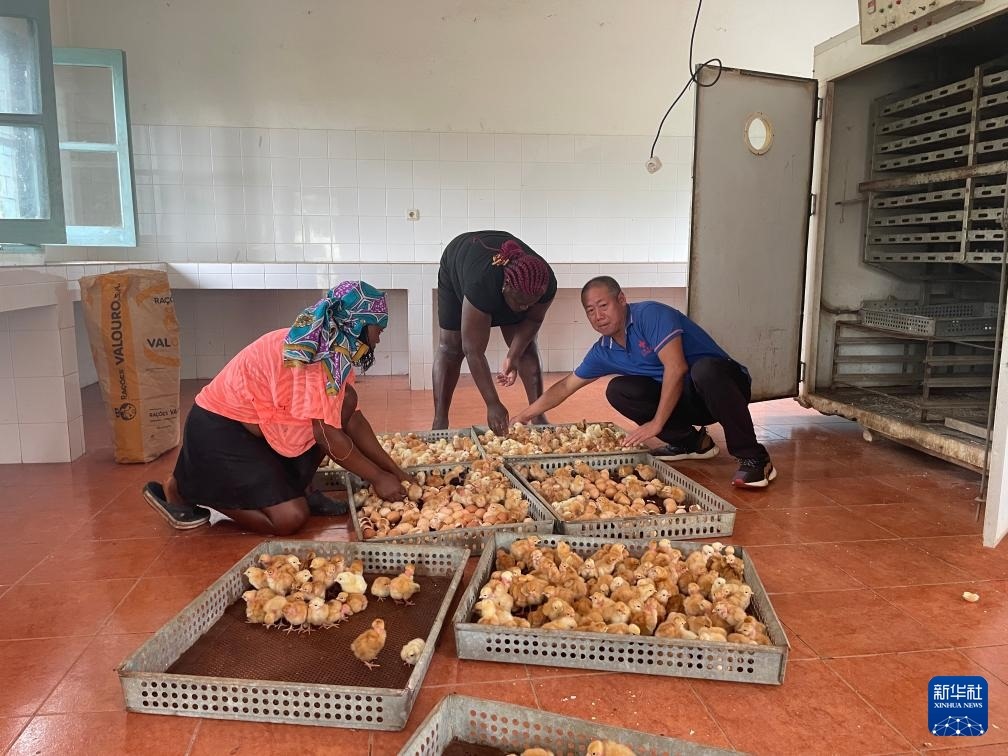 中國援圣普農(nóng)牧業(yè)技術(shù)項目組專家在圣多美和普林西比家禽繁育中心指導雛雞人工孵化技術(shù)（2024年10月8日攝）。新華社發(fā)（中國援圣普農(nóng)技組供圖）