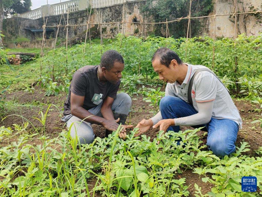 中國援圣普農(nóng)牧業(yè)技術(shù)項目組專家彭杰（右）在圣多美和普林西比的梅佐希大區(qū)指導蔬菜種植戶改善田間管理技術(shù)（2024年1月25日攝）。新華社發(fā)（中國援圣普農(nóng)技組供圖）