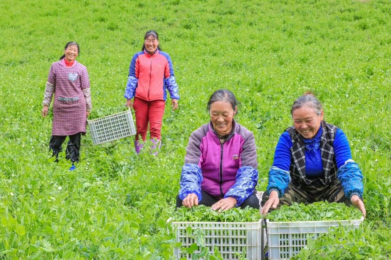 在四川省阿壩藏族羌族自治州馬爾康市馬爾康鎮(zhèn)納足村，當(dāng)季蔬菜喜獲豐收，群眾正在忙著采收、裝箱供應(yīng)市場。來源：人民圖片