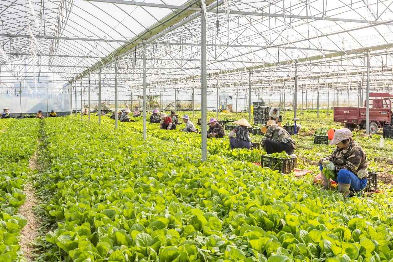 2024年10月8日，在廣西梧州市蒙山縣文圩鎮(zhèn)大明村一個(gè)大棚蔬菜基地內(nèi)，民工在采摘、包裝包心菜，準(zhǔn)備運(yùn)銷外地。來源：人民圖片