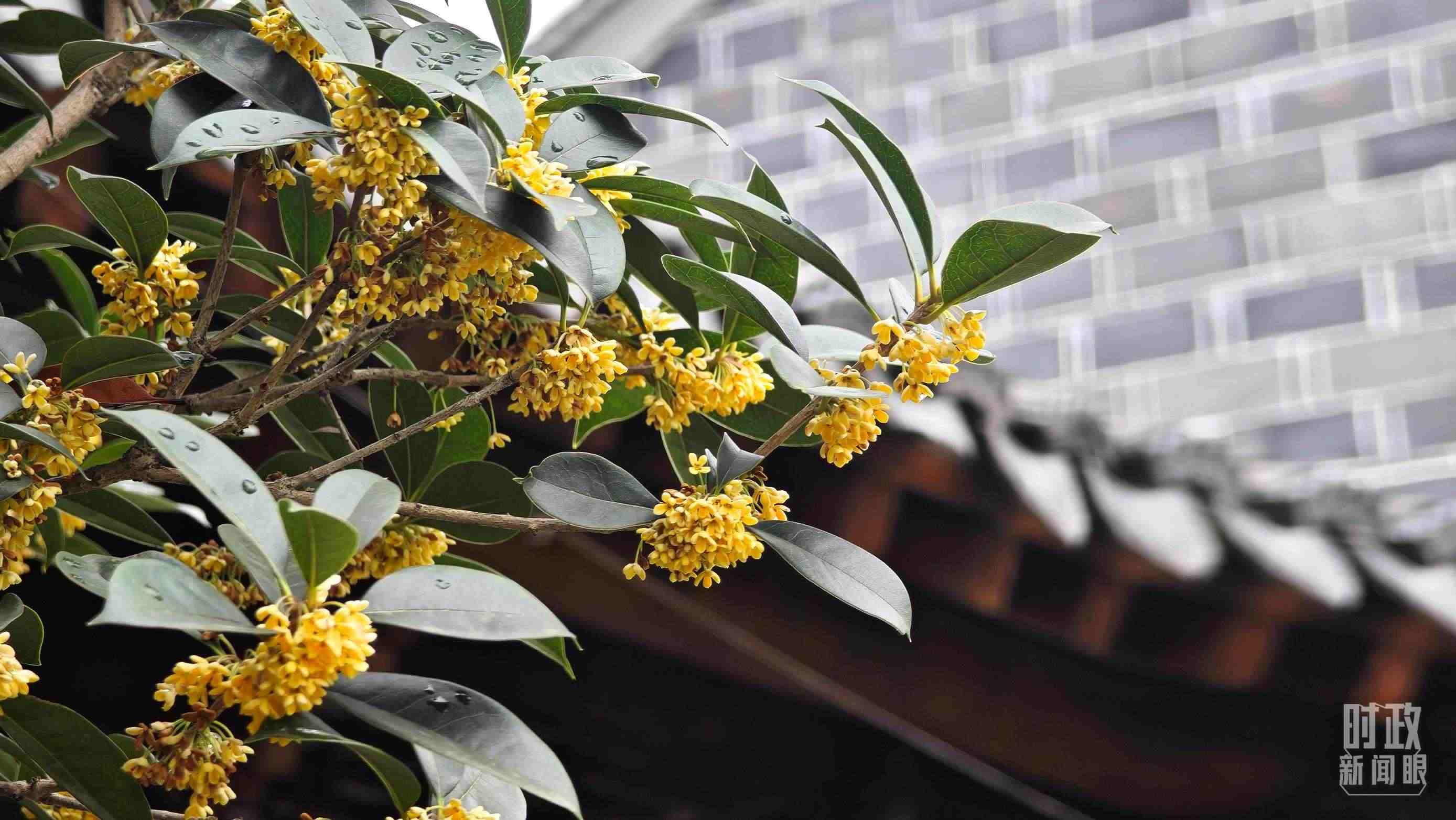 △六尺巷。（總臺央視記者趙化、彭漢明拍攝）