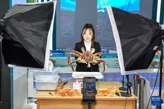 9月20日，在吉林省琿春市的帝王蟹保稅店內(nèi)，工作人員進(jìn)行網(wǎng)絡(luò)直播售賣帝王蟹。新華社記者 許暢 攝