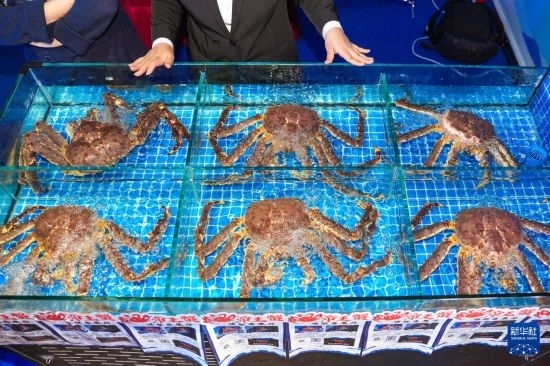 這是9月19日拍攝的吉林省琿春市一商家所售賣的帝王蟹。新華社記者 許暢 攝