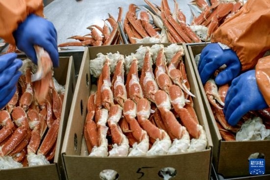 俄羅斯蟹業(yè)集團(tuán)的工作人員在生產(chǎn)線上加工產(chǎn)品（資料照片）。新華社發(fā)（俄羅斯蟹業(yè)集團(tuán)供圖）