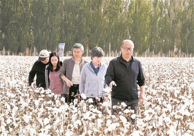 李召虎團(tuán)隊成員在棉田了解試驗情況。 受訪單位供圖