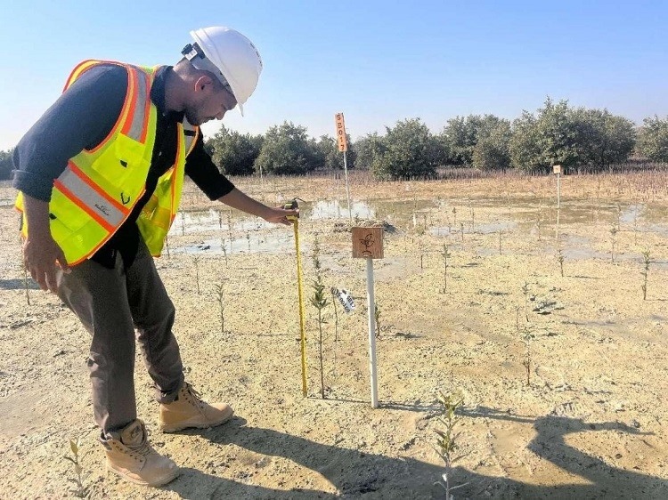 工作人員在監(jiān)測紅樹苗生長情況。中國土木供圖