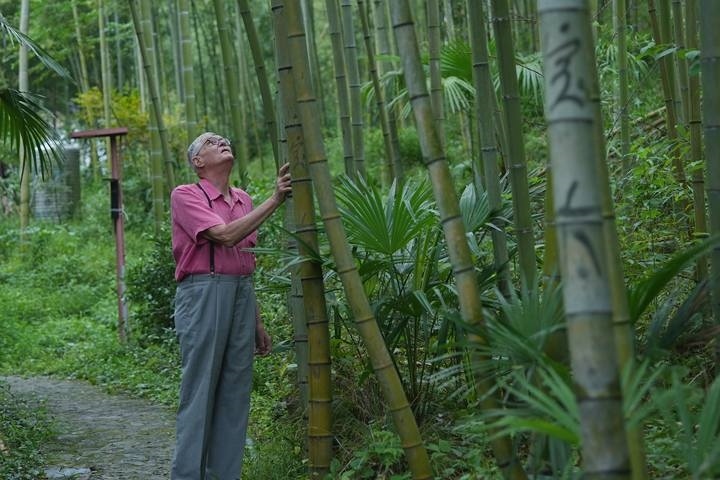 奈斯在莫干山的竹林里散步。