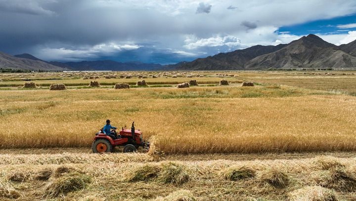 2024年9月10日在西藏日喀則市白朗縣巴扎鄉(xiāng)拍攝的秋收場景（無人機(jī)照片）。新華社記者 晉美多吉 攝