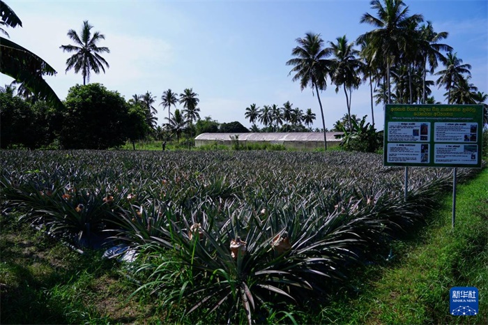 這是12月23日在斯里蘭卡馬坎杜拉拍攝的中國技術(shù)試驗(yàn)田菠蘿田。新華社記者 陳冬書 攝
