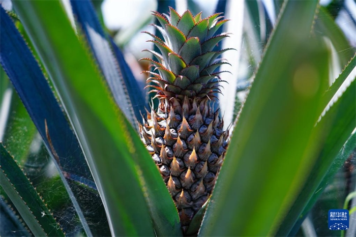 這是12月23日在斯里蘭卡馬坎杜拉拍攝的中國技術(shù)試驗(yàn)田里的菠蘿。新華社記者 陳冬書 攝