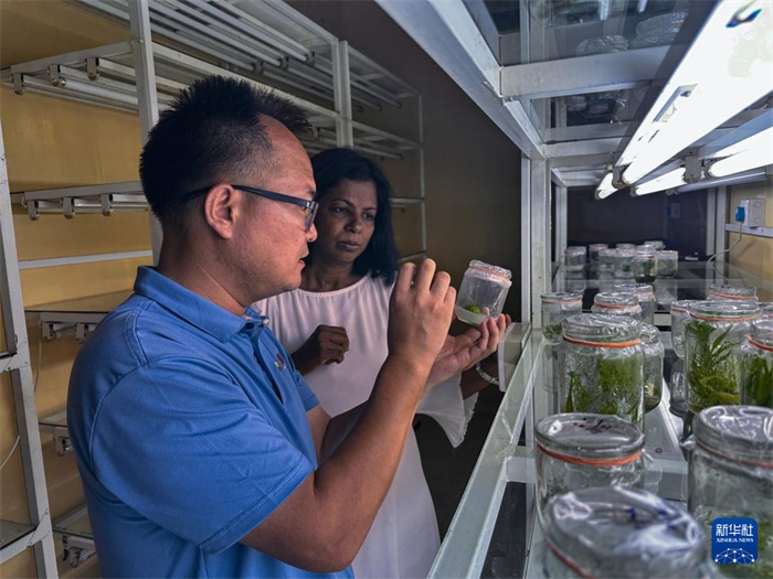 12月23日，在斯里蘭卡馬坎杜拉，中國專家與斯里蘭卡馬坎杜拉可持續(xù)農(nóng)業(yè)與發(fā)展研究中心主任達(dá)莎妮·賈亞曼納交流。新華社發(fā)（中國、聯(lián)合國糧農(nóng)組織與斯里蘭卡南南合作項(xiàng)目專家組供圖）