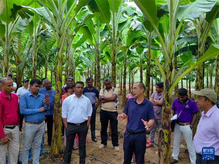 10月10日，在斯里蘭卡霍勒訥的一處香蕉示范基地，中國、聯(lián)合國糧農(nóng)組織與斯里蘭卡南南合作項(xiàng)目中國專家組組長孫德權(quán)為當(dāng)?shù)剞r(nóng)民進(jìn)行技術(shù)培訓(xùn)。新華社發(fā)（中國、聯(lián)合國糧農(nóng)組織與斯里蘭卡南南合作項(xiàng)目專家組供圖）