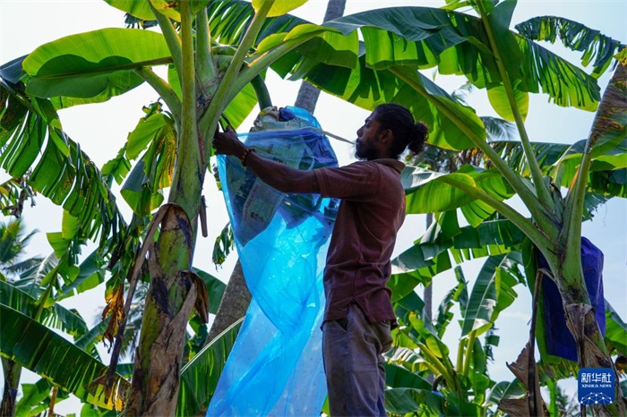 12月23日，在斯里蘭卡馬坎杜拉，農(nóng)民在香蕉試驗(yàn)田里學(xué)習(xí)套袋技術(shù)。新華社記者 陳冬書 攝
