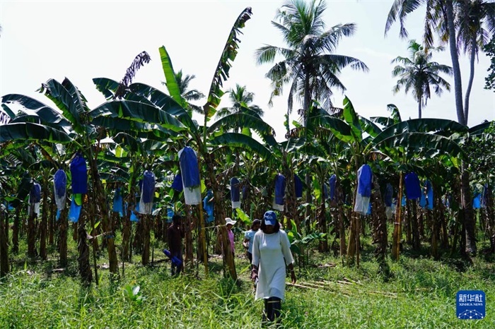12月23日，在斯里蘭卡馬坎杜拉，農(nóng)民走過中國技術(shù)試驗(yàn)田香蕉田。新華社記者 陳冬書 攝