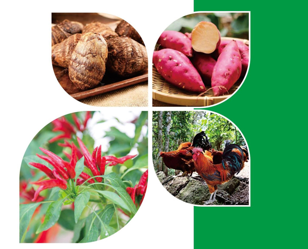 天等縣名特優(yōu)農產品。主辦方供圖