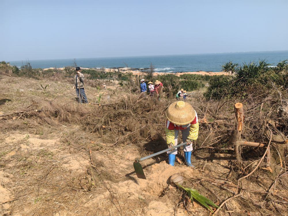 2025年1月19日，在海南文昌市，工人正在修復海岸防風林。新華社記者吳茂輝 攝