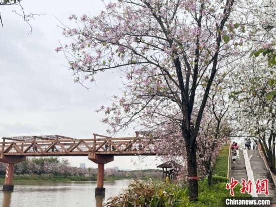 3月7日，廣州海珠國(guó)家濕地公園宮粉紫荊花海吸引游人。中新社記者 許青青 攝