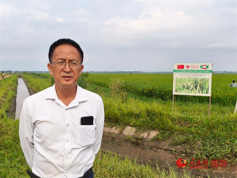 專家組組長(zhǎng)楊華德在水稻田間地頭。 人民網(wǎng)記者 黃培昭攝