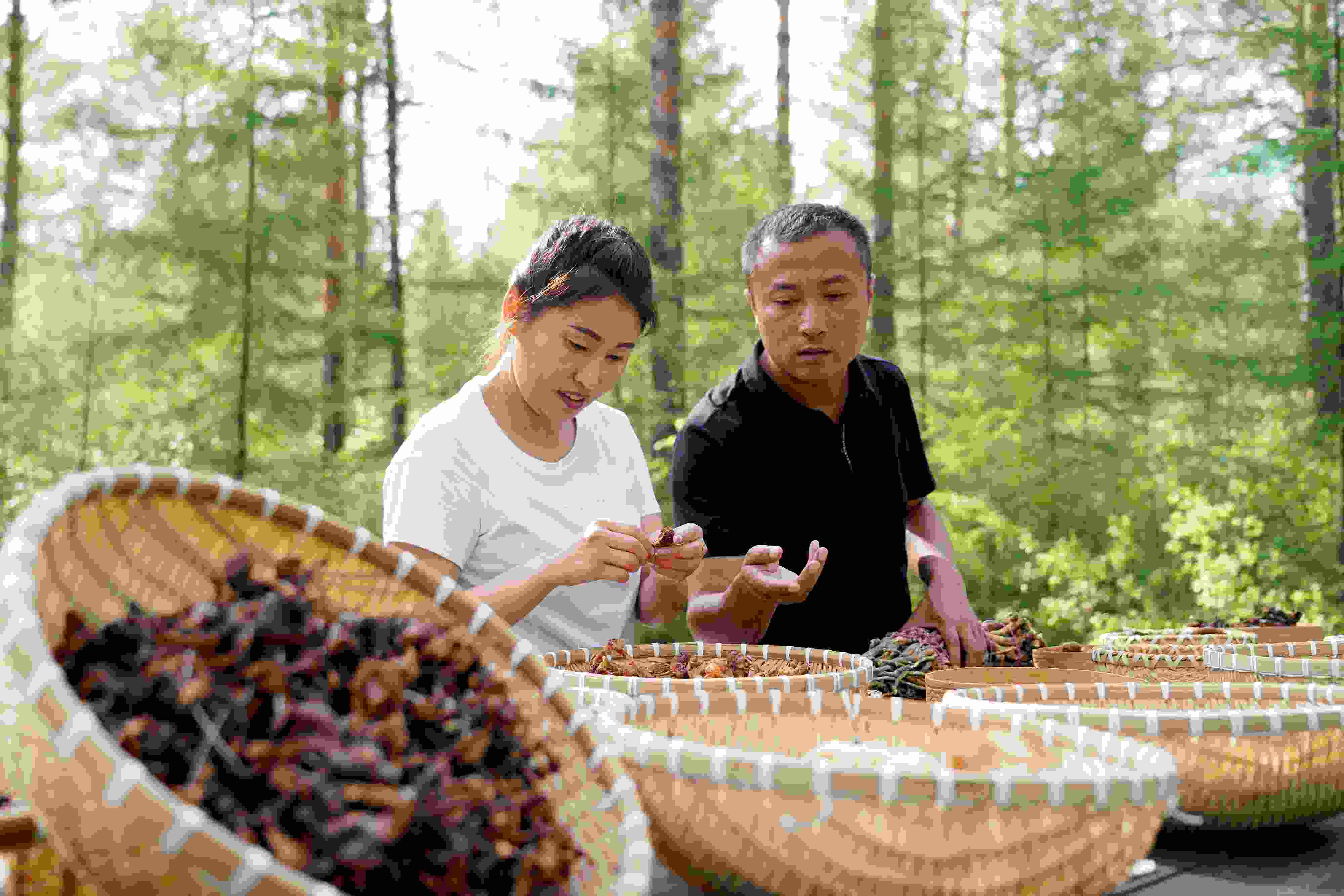2024年8月6日，黑龍江漠河林場員工正在分揀采集來的林下產(chǎn)品。