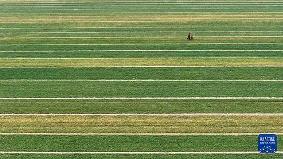 3月14日，在菏澤市鄆城縣潘渡鎮(zhèn)，農(nóng)民在麥田里施肥（無人機(jī)照片）。