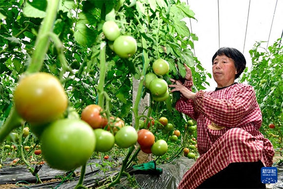 3月13日，在菏澤市鄆城縣張營街道，農(nóng)民在設(shè)施大棚里打理西紅柿。