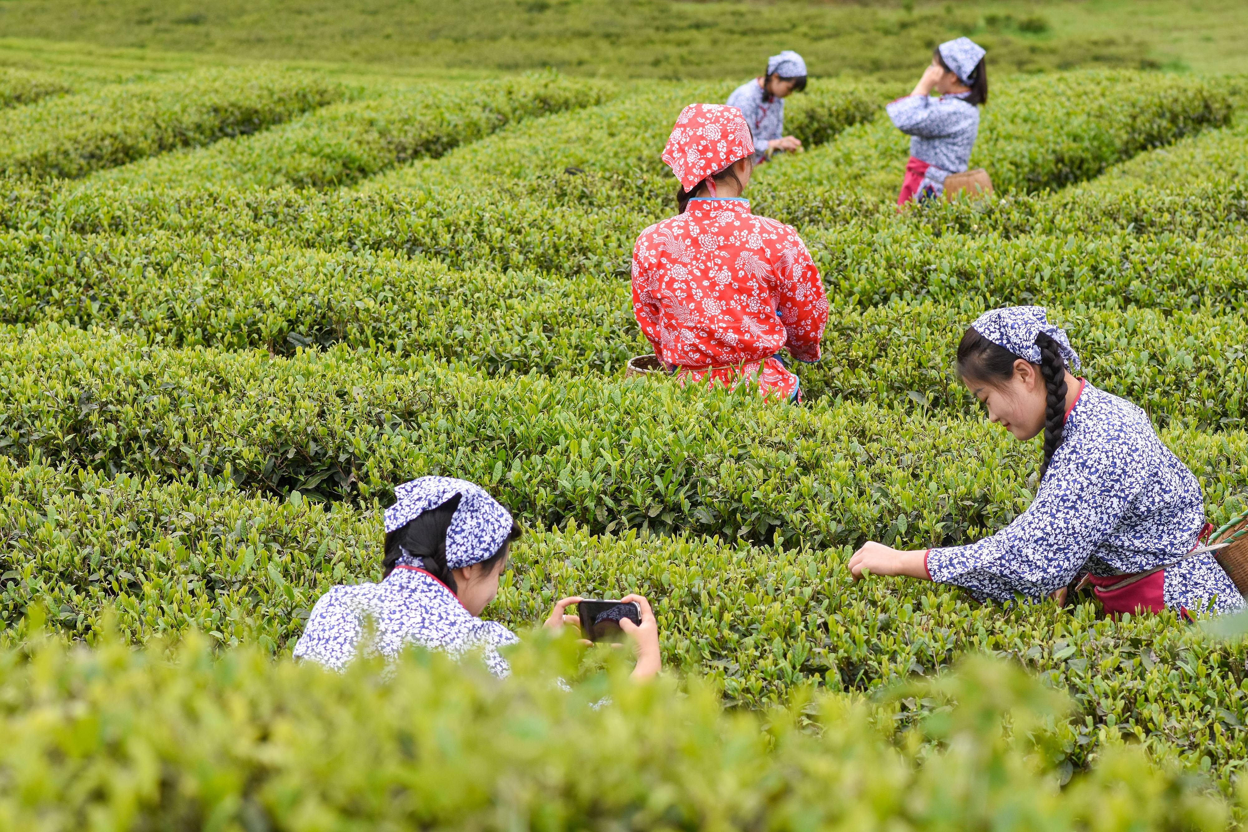 2023年4月6日，游客在貴州省銅仁市江口縣怒溪鎮(zhèn)駱象村生態(tài)茶園體驗采茶樂趣。