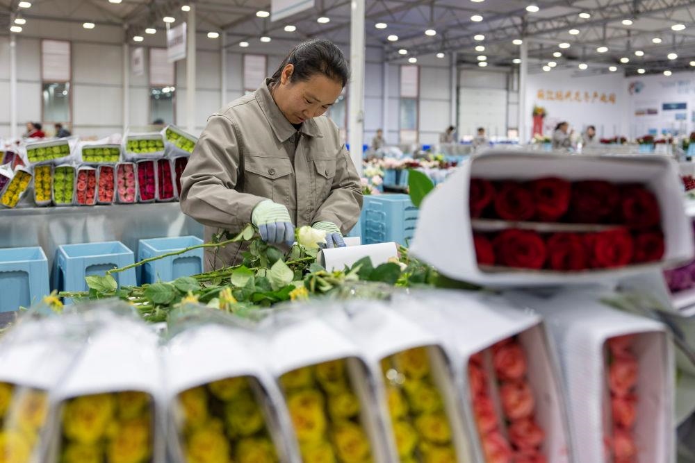 △近日，工作人員在云南麗江現(xiàn)代花卉產(chǎn)業(yè)園包裝鮮花。