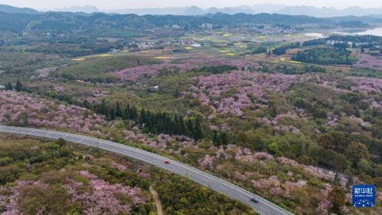 清鎮(zhèn)市紅楓湖鎮(zhèn)右二村旁的道路與花海相映（4月5日攝，無人機照片）。