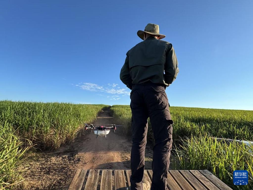 3月25日，在南非夸祖魯-納塔爾省的方廷希爾莊園，飛手操縱無人機(jī)為甘蔗林噴灑藥劑。新華社記者 白舸 攝