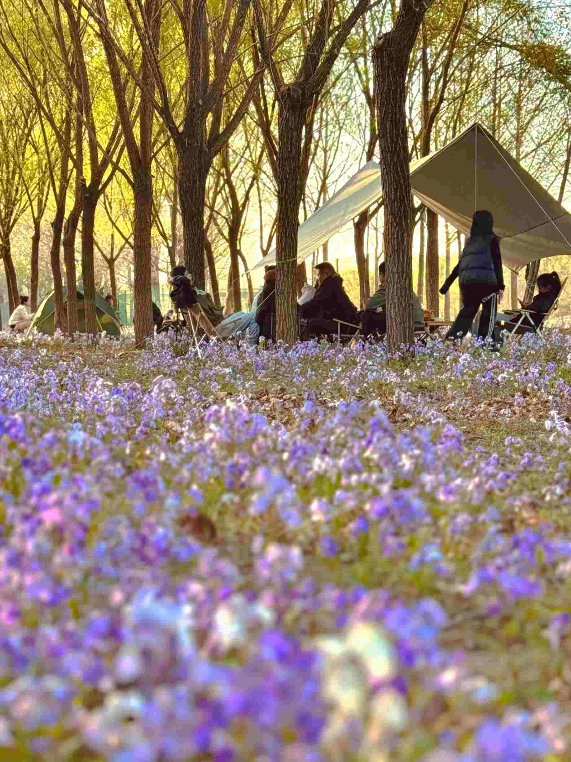 清明假期期間，范女士一家在北京溫榆河邊露營。受訪者供圖